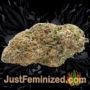 Bruce Banner by Seed Stockers Buds Weed Ganja Skunk Pot Reefer Dope Herb Pics Images
