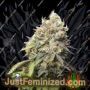 Gorilla Cookies by Seed Stockers Cannabis Seeds For Sale at Just Feminized