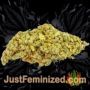 Gorilla Cookies by Seed Stockers Buds Weed Ganja Skunk Pot Reefer Dope Herb Pics Images