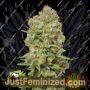 Green Crack by Seed Stockers Cannabis Seeds For Sale at Just Feminized