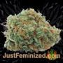 Green Crack by Seed Stockers Buds Weed Ganja Skunk Pot Reefer Dope Herb Pics Images
