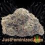 Green Crack by Seed Stockers Buds Weed Ganja Skunk Pot Reefer Dope Herb Pics Images