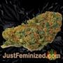 Green Crack by Seed Stockers Buds Weed Ganja Skunk Pot Reefer Dope Herb Pics Images