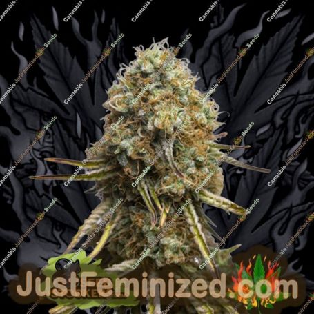 Wedding Glue by Seed Stockers Cannabis Seeds For Sale at Just Feminized