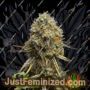 Wedding Glue by Seed Stockers Cannabis Seeds For Sale at Just Feminized