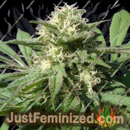 Bubble Bud by Black Skull Seeds Cannabis Seeds For Sale at Just Feminized