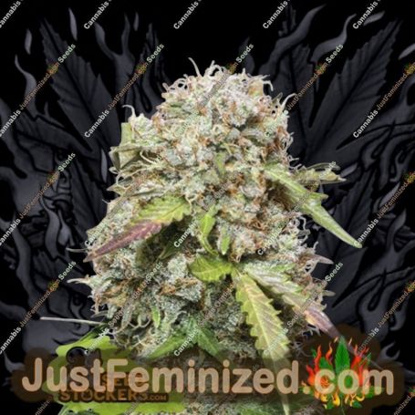 Jack Herer Auto by Seed Stockers Cannabis Seeds For Sale at Just Feminized