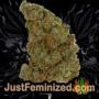 Jack Herer Auto by Seed Stockers Buds Weed Ganja Skunk Pot Reefer Dope Herb Pics Images