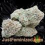 Moby Dick Auto by Seed Stockers Buds Weed Ganja Skunk Pot Reefer Dope Herb Pics Images