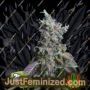 Sour Diesel Auto by Seed Stockers Cannabis Seeds For Sale at Just Feminized