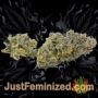 Sour Diesel Auto by Seed Stockers Buds Weed Ganja Skunk Pot Reefer Dope Herb Pics Images