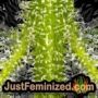 Sour Diesel Auto by Seed Stockers THC CBD Close Up Trichomes Potency Yield Indica Sativa Strain Pic Images