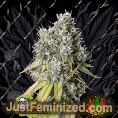 Bruce Banner Auto by Seed Stockers Cannabis Seeds For Sale at Just Feminized