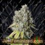Bruce Banner Auto by Seed Stockers Cannabis Seeds For Sale at Just Feminized