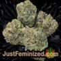 Bruce Banner Auto by Seed Stockers Buds Weed Ganja Skunk Pot Reefer Dope Herb Pics Images
