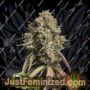 Gorilla Cookies Auto by Seed Stockers Cannabis Seeds For Sale at Just Feminized