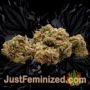 Gorilla Cookies Auto by Seed Stockers Buds Weed Ganja Skunk Pot Reefer Dope Herb Pics Images