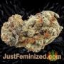 Gorilla Cookies Auto by Seed Stockers Buds Weed Ganja Skunk Pot Reefer Dope Herb Pics Images