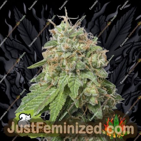 Green Crack Auto by Seed Stockers Cannabis Seeds For Sale at Just Feminized