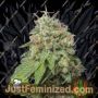 Green Crack Auto by Seed Stockers Cannabis Seeds For Sale at Just Feminized