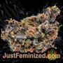 Green Crack Auto by Seed Stockers Buds Weed Ganja Skunk Pot Reefer Dope Herb Pics Images