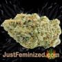 Green Crack Auto by Seed Stockers Buds Weed Ganja Skunk Pot Reefer Dope Herb Pics Images