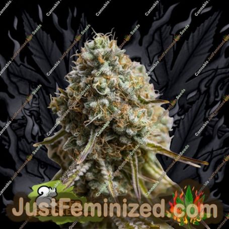 Wedding Glue Auto by Seed Stockers Cannabis Seeds For Sale at Just Feminized