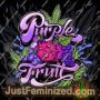 Purple Fruit by Sumo Seeds Cannabis Seeds For Sale at Just Feminized