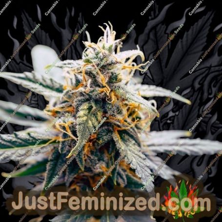 Harlequeen THC Free by World of Seeds Cannabis Seeds For Sale at Just Feminized