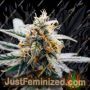 Harlequeen THC Free by World of Seeds Cannabis Seeds For Sale at Just Feminized