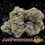 Harlequeen THC Free by World of Seeds Buds Weed Ganja Skunk Pot Reefer Dope Herb Pics Images