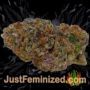 Harlequeen THC Free by World of Seeds Buds Weed Ganja Skunk Pot Reefer Dope Herb Pics Images