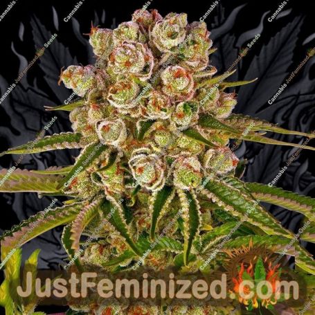 Kush Mintz by Barneys Farm Cannabis Seeds For Sale at Just Feminized