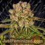 Kush Mintz by Barneys Farm Cannabis Seeds For Sale at Just Feminized