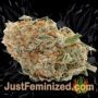 Kush Mintz by Barneys Farm Buds Weed Ganja Skunk Pot Reefer Dope Herb Pics Images