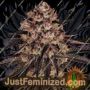 Biscotti Mintz by Barneys Farm Cannabis Seeds For Sale at Just Feminized