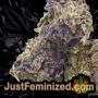Biscotti Mintz by Barneys Farm Buds Weed Ganja Skunk Pot Reefer Dope Herb Pics Images