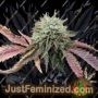 Ice Cream Cake by Flavour Chasers Cannabis Seeds For Sale at Just Feminized