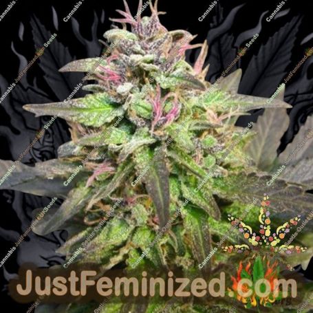Pink Runtz by Flavour Chasers Cannabis Seeds For Sale at Just Feminized
