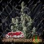Gorilla Zkittlez Auto by Fast Buds Cannabis Seeds For Sale at Just Feminized