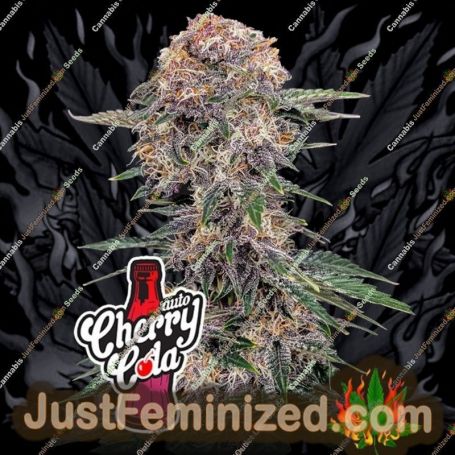 Cherry Cola Auto by Fast Buds Cannabis Seeds For Sale at Just Feminized
