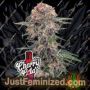 Cherry Cola Auto by Fast Buds Cannabis Seeds For Sale at Just Feminized