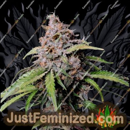 Amnesia Zkittles Auto by Fast Buds Cannabis Seeds For Sale at Just Feminized