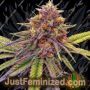 Gelato by Black Skull Seeds Cannabis Seeds For Sale at Just Feminized