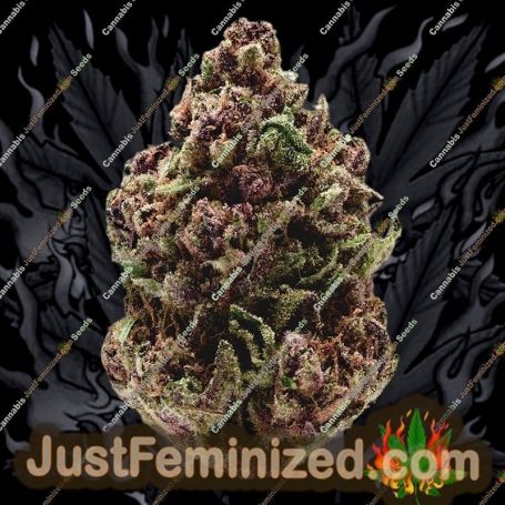 Pink Magic by Growers Choice Cannabis Seeds For Sale at Just Feminized