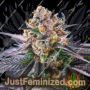 Red Banana Berry XL Auto by Growers Choice Cannabis Seeds For Sale at Just Feminized