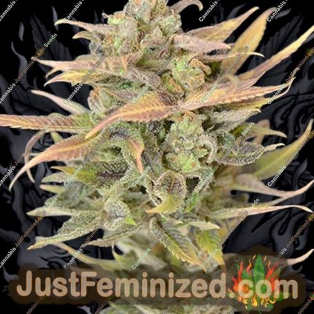 High Priority by 710 Genetics Cannabis Seeds For Sale at Just Feminized