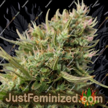 Godfather Bomb by Bomb Seeds Cannabis Seeds For Sale at Just Feminized