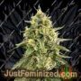 Monkey Bomb by Bomb Seeds Cannabis Seeds For Sale at Just Feminized