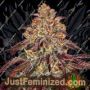 Mimosa Orange Punch Auto by Barneys Farm Cannabis Seeds For Sale at Just Feminized